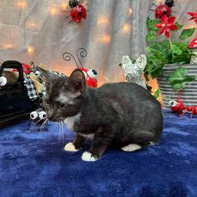Domestic Kitten