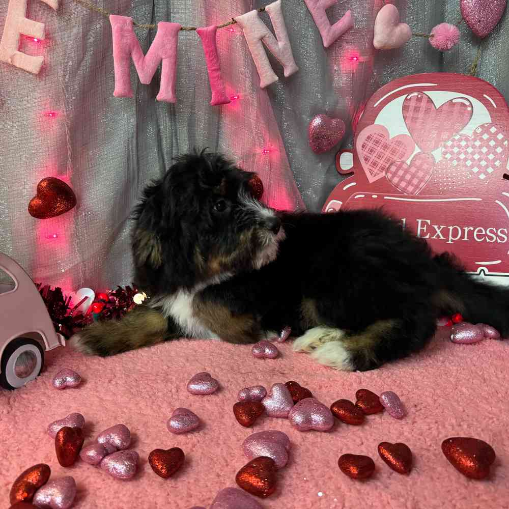 carousel pet images