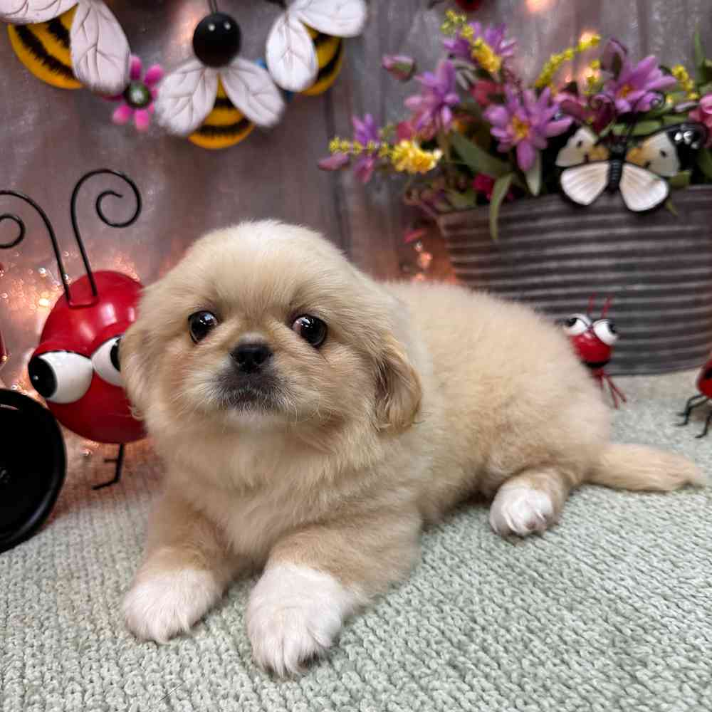 carousel pet images