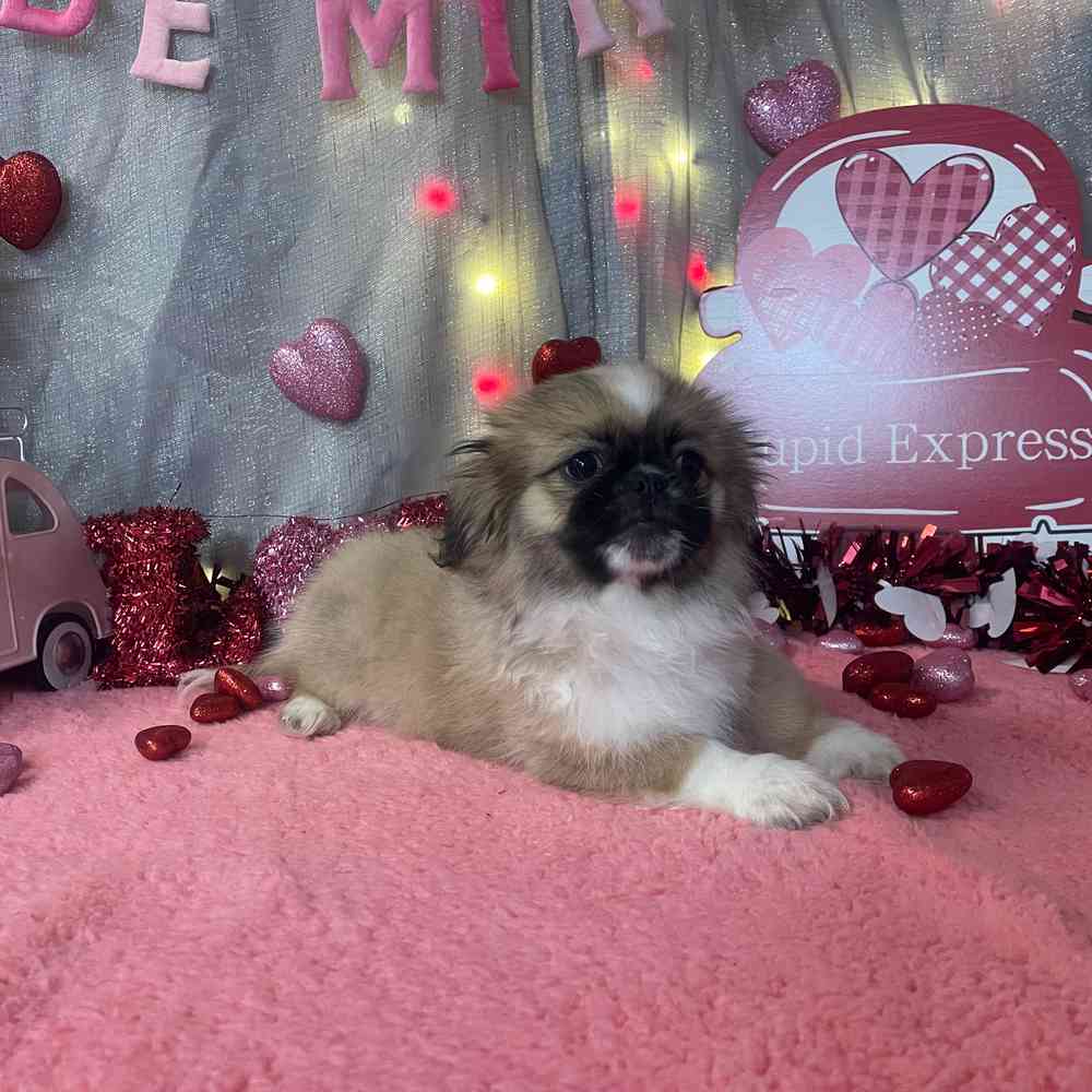 carousel pet images