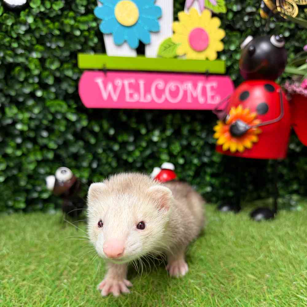 carousel pet images