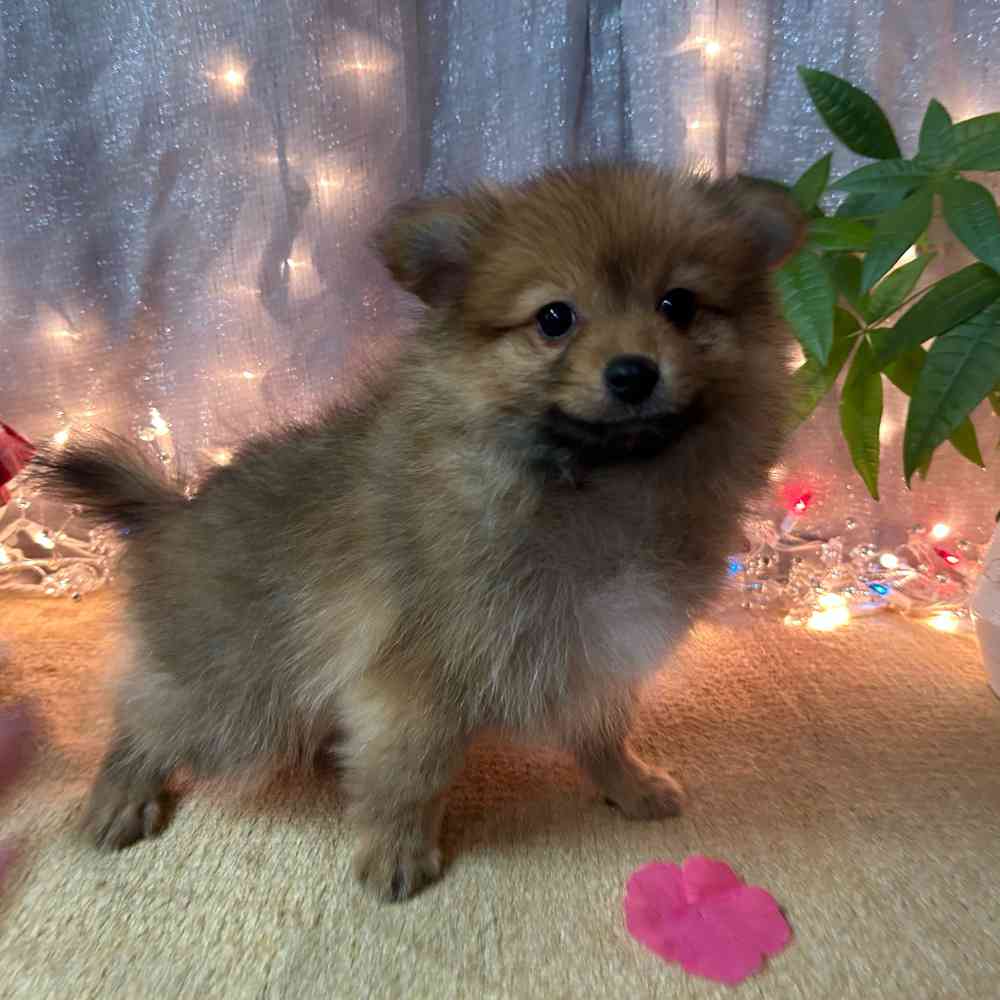 carousel pet images