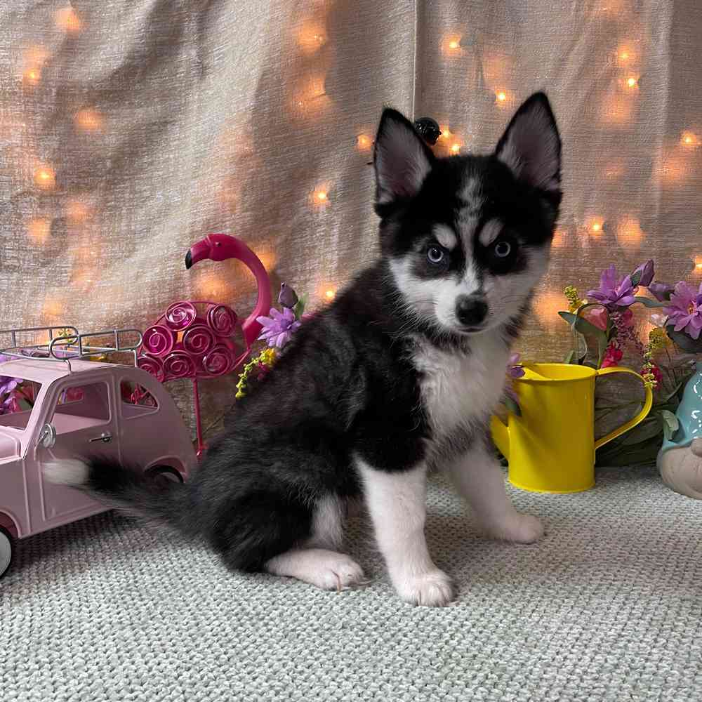 carousel pet images