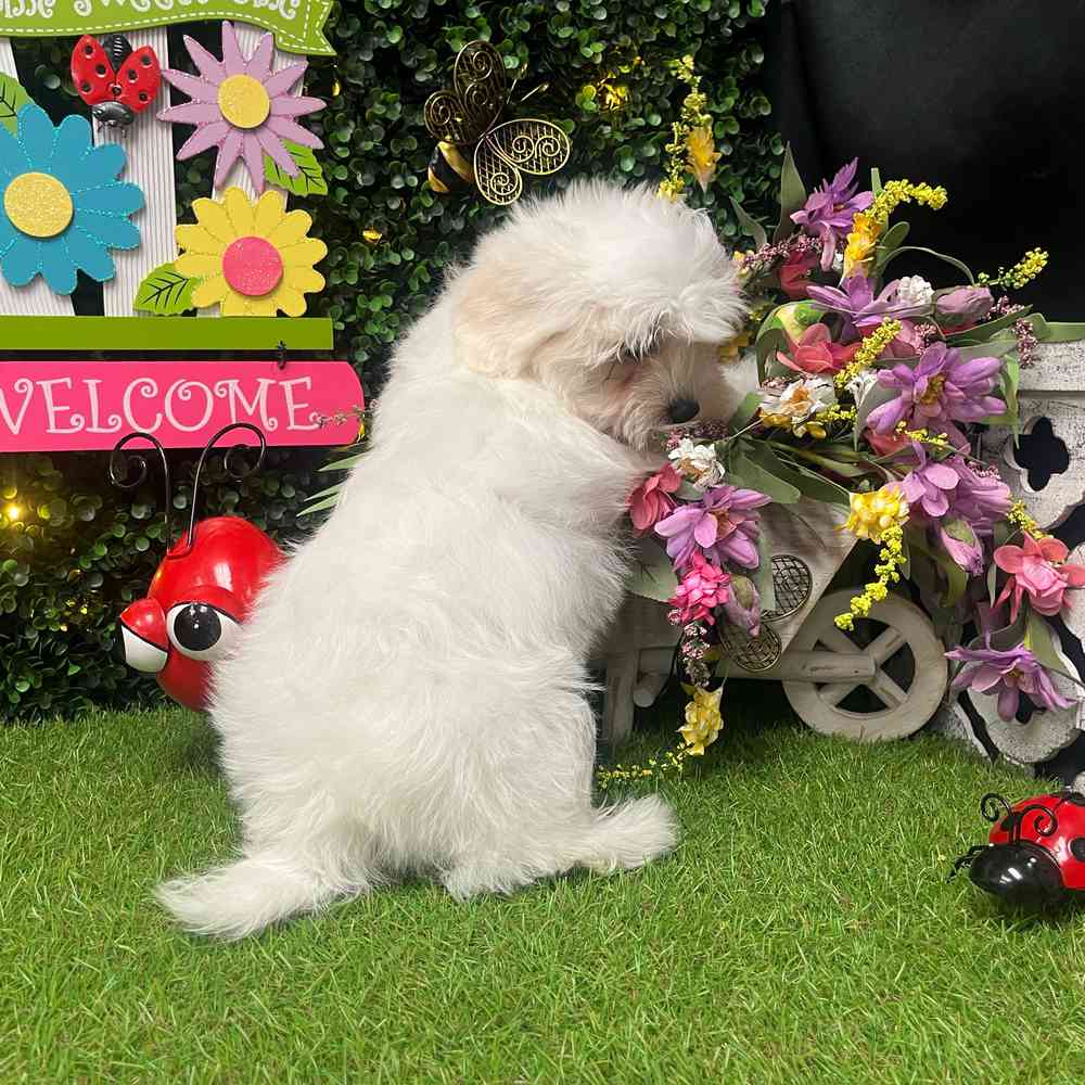carousel pet images