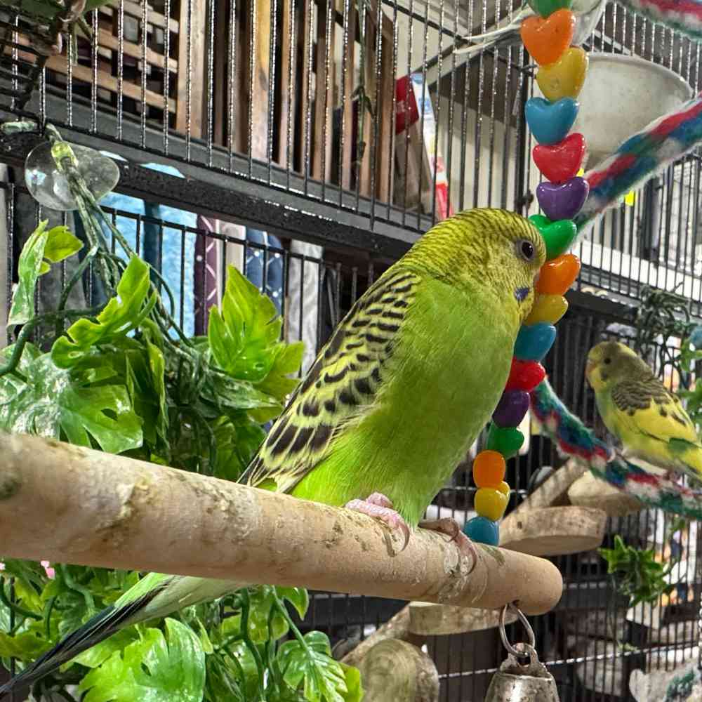 carousel pet images