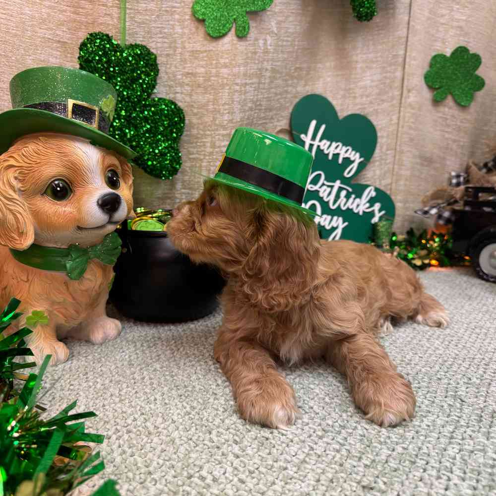 carousel pet images