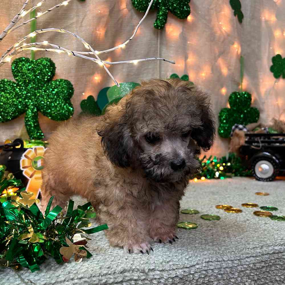 carousel pet images