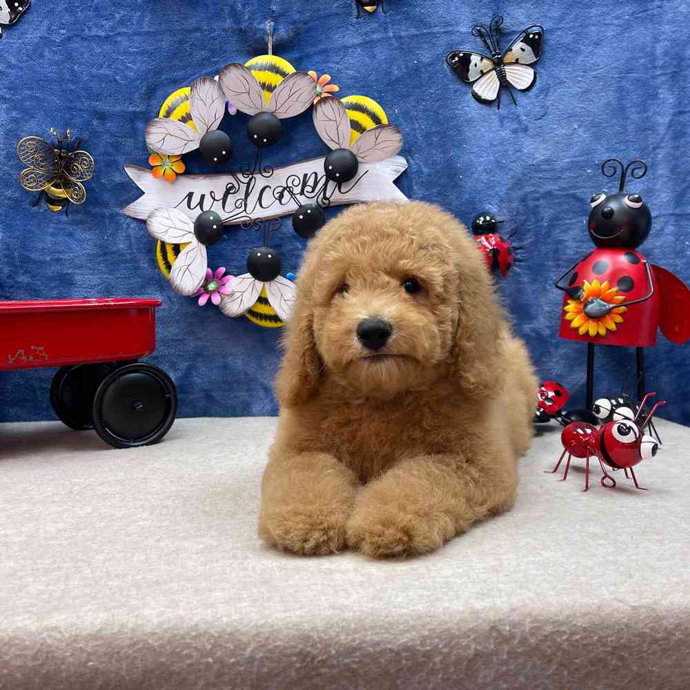 carousel pet images
