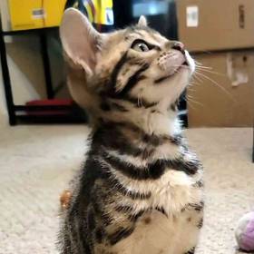 Bengal