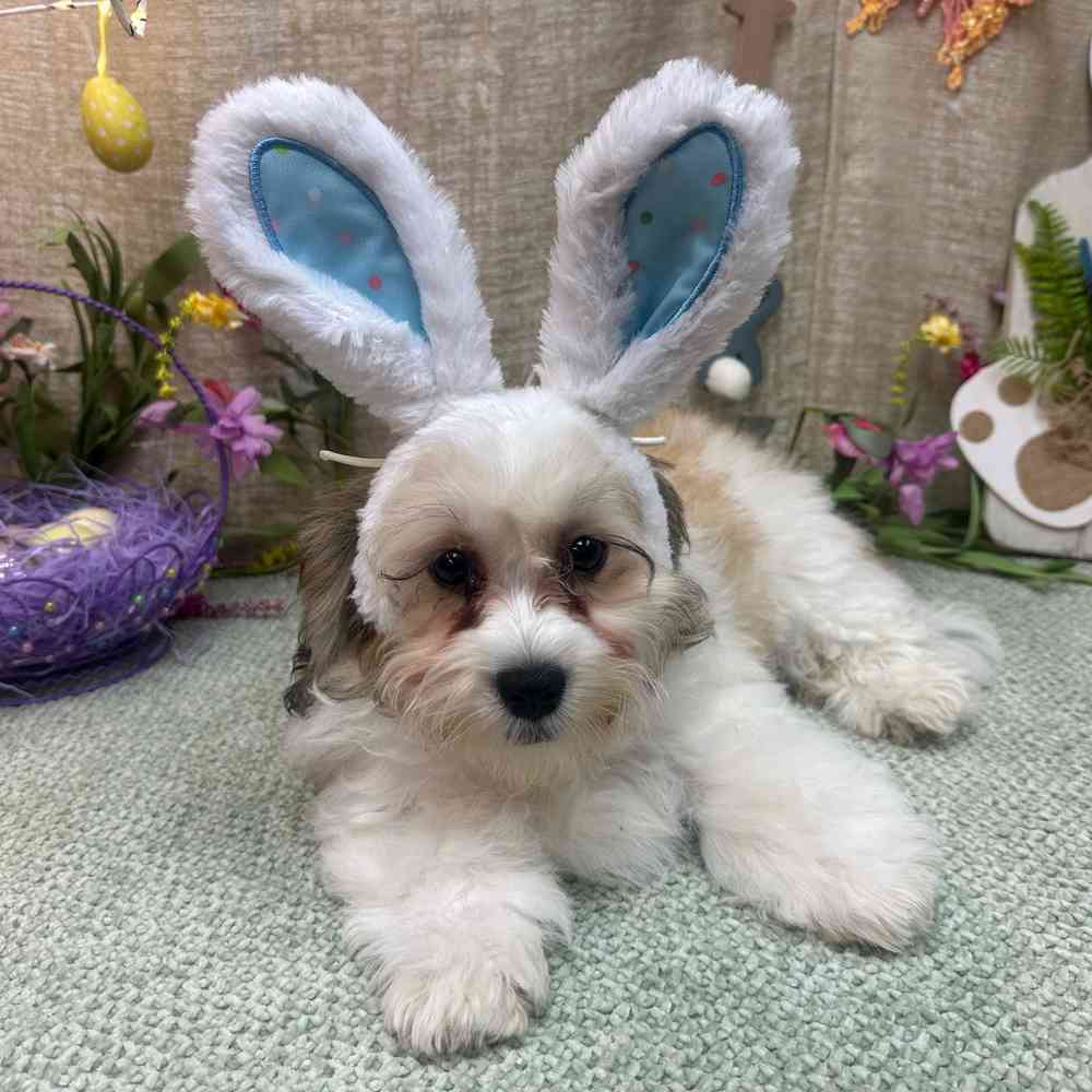 carousel pet images