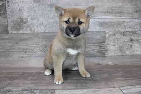 Shiba Inu