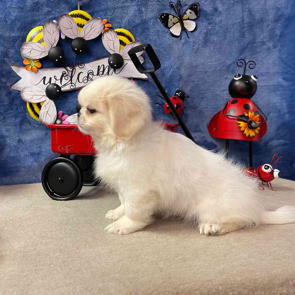 carousel pet images