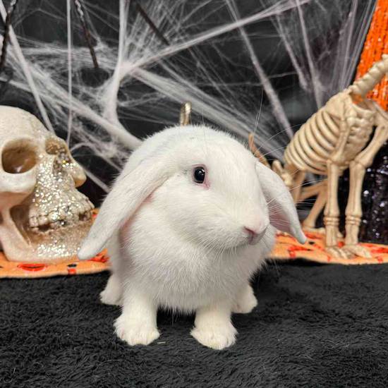 Flemish Giant Holland Lop Mix