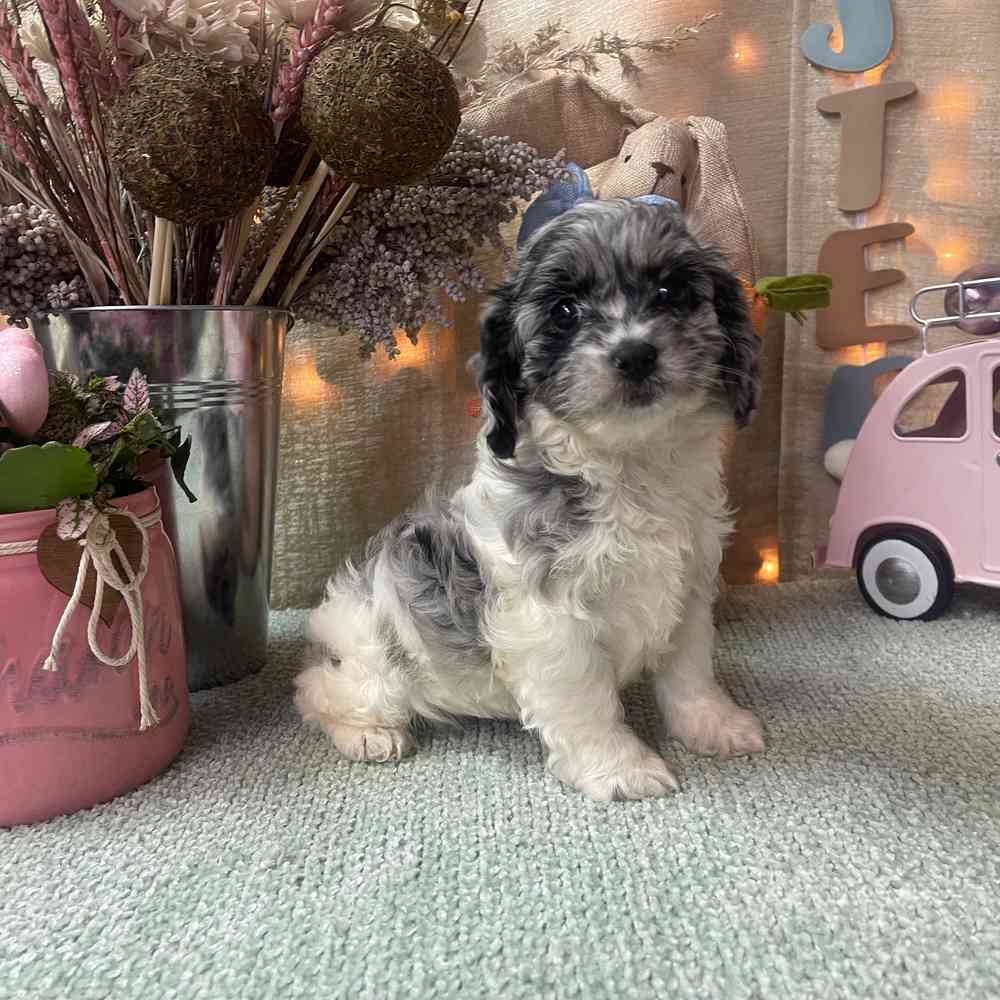 carousel pet images