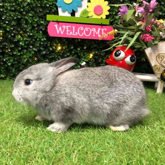 Flemish Giant Holland Lop Mix