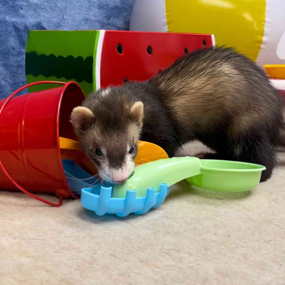 carousel pet images