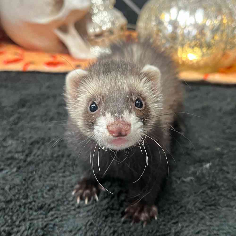 carousel pet images