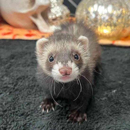 Ferret