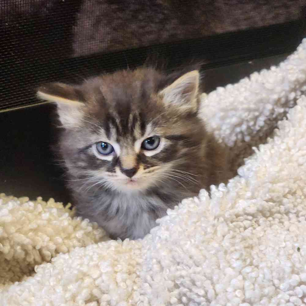 Image of a pet breed in the gallery