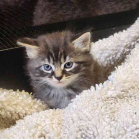 Domestic Kitten
