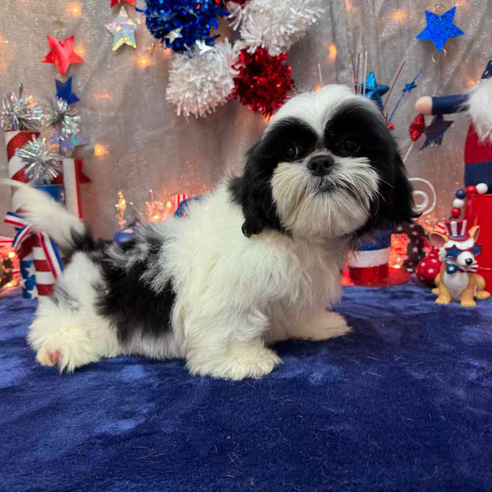 carousel pet images
