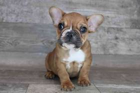 French Bulldog
