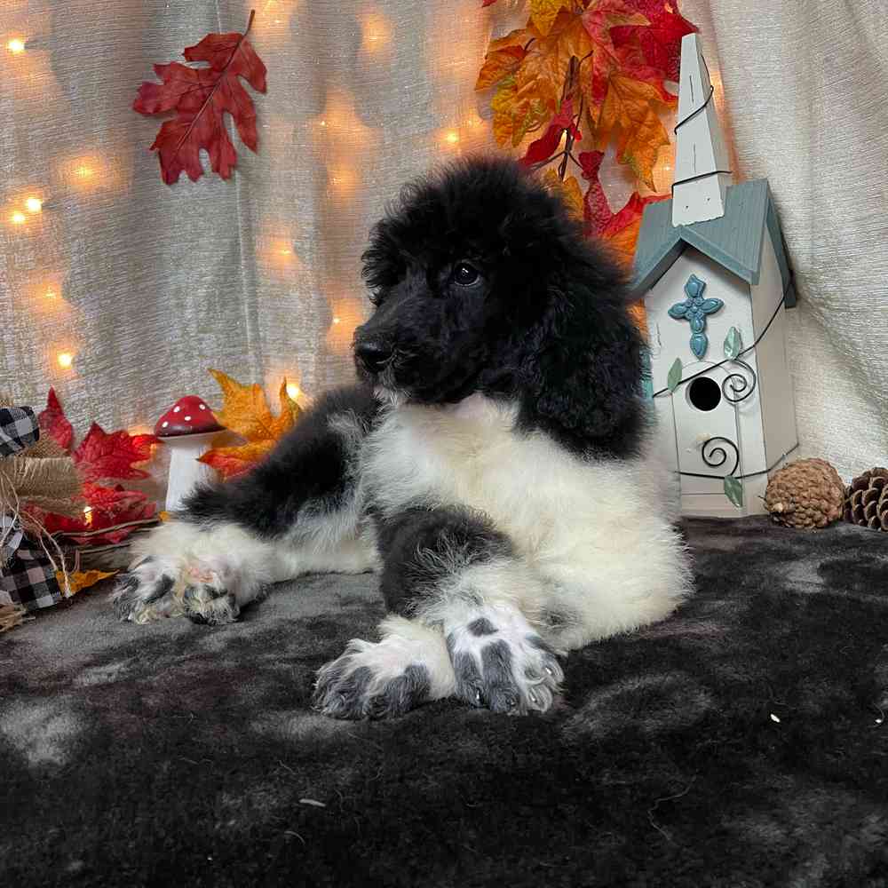 carousel pet images