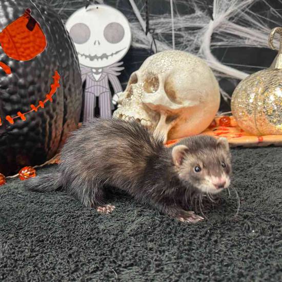Ferret