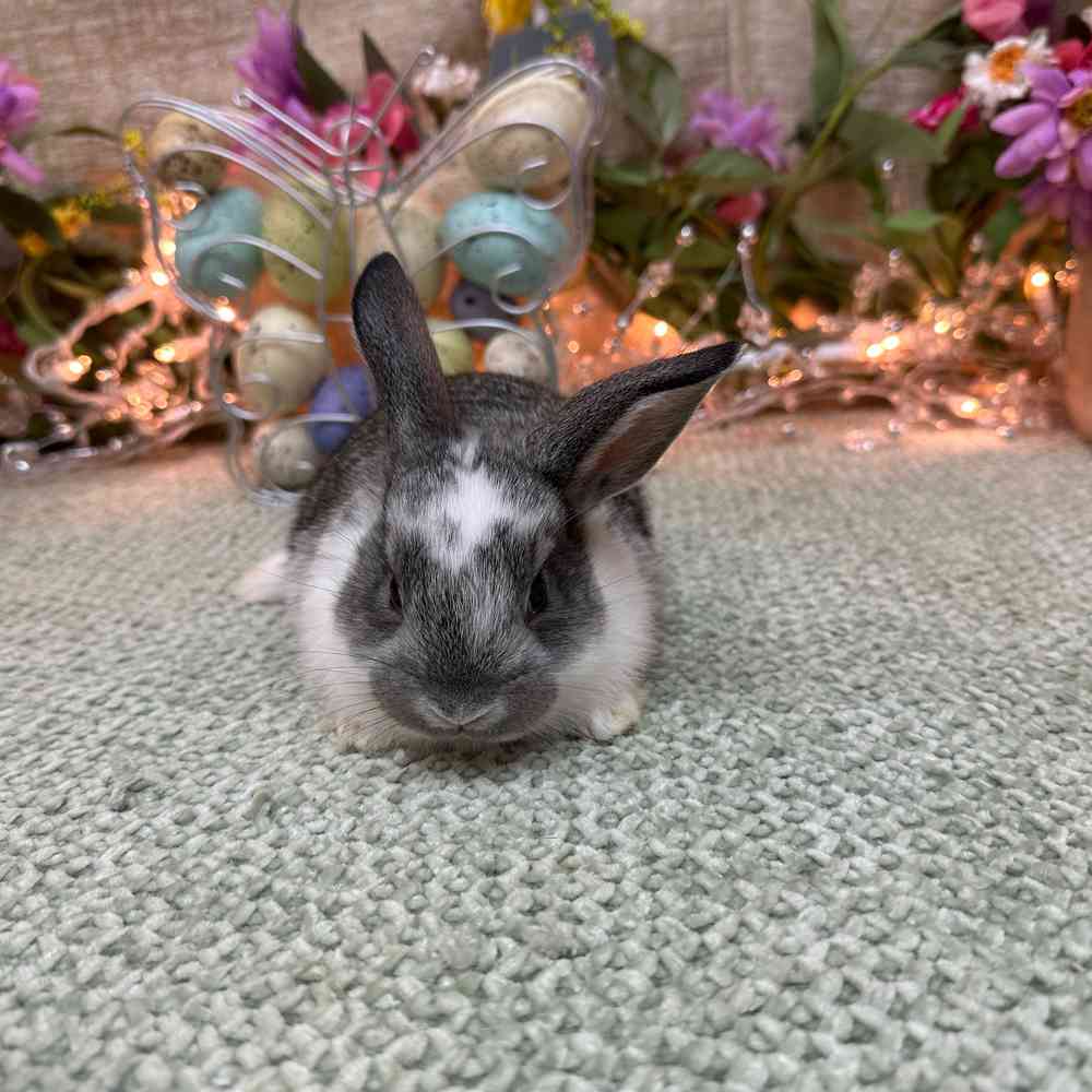 carousel pet images
