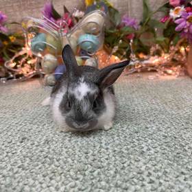 Flemish Giant Holland Lop Mix