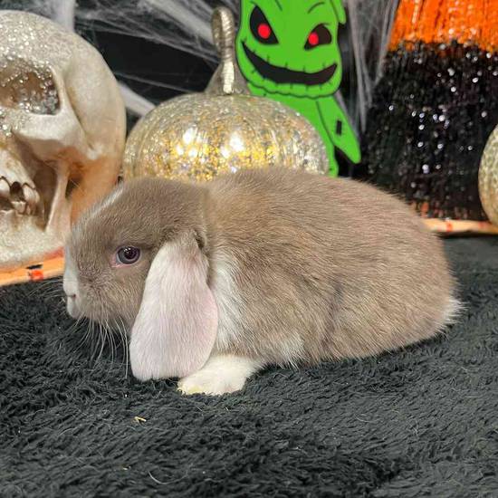 Holland Lop