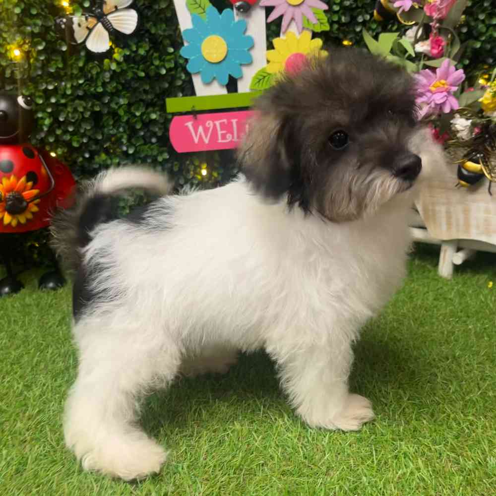 carousel pet images