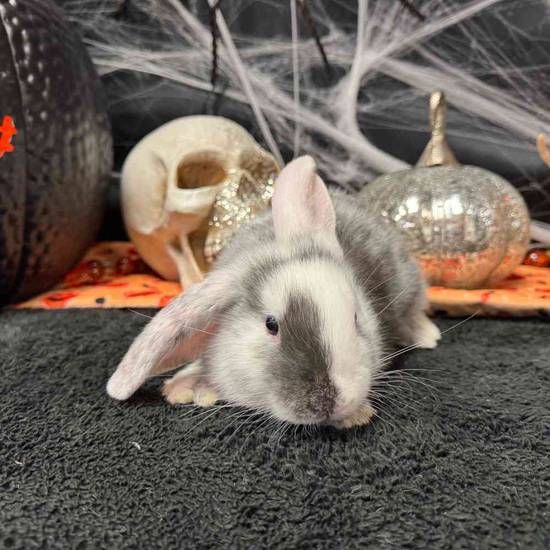 Flemish Giant Holland Lop Mix