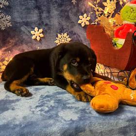 Rottweiler