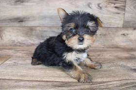 Yorkshire Terrier