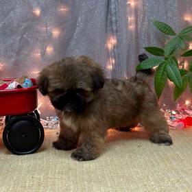 Lhasa Apso