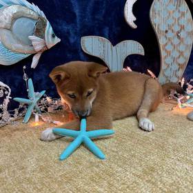Shiba Inu