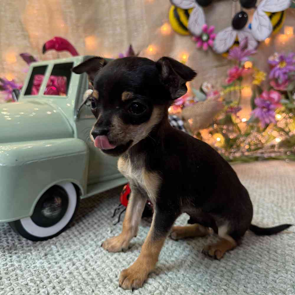 carousel pet images