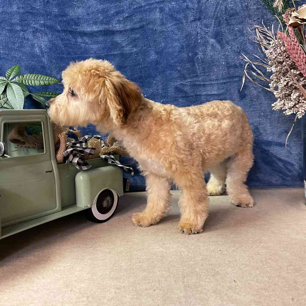 carousel pet images