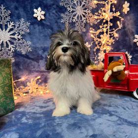 Havanese