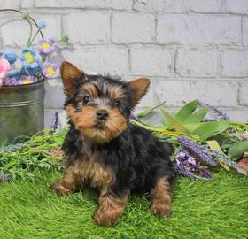 Silky Terrier
