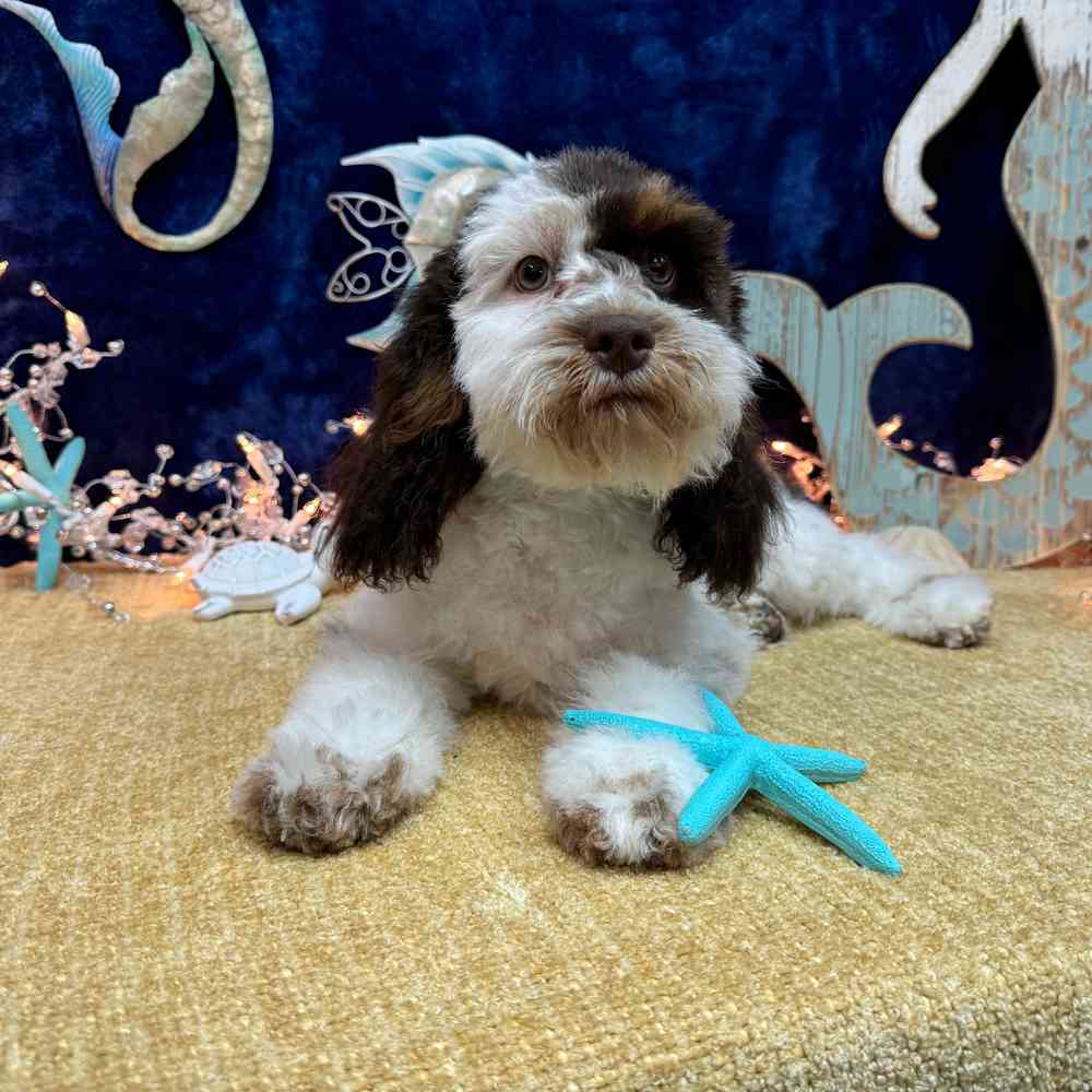carousel pet images
