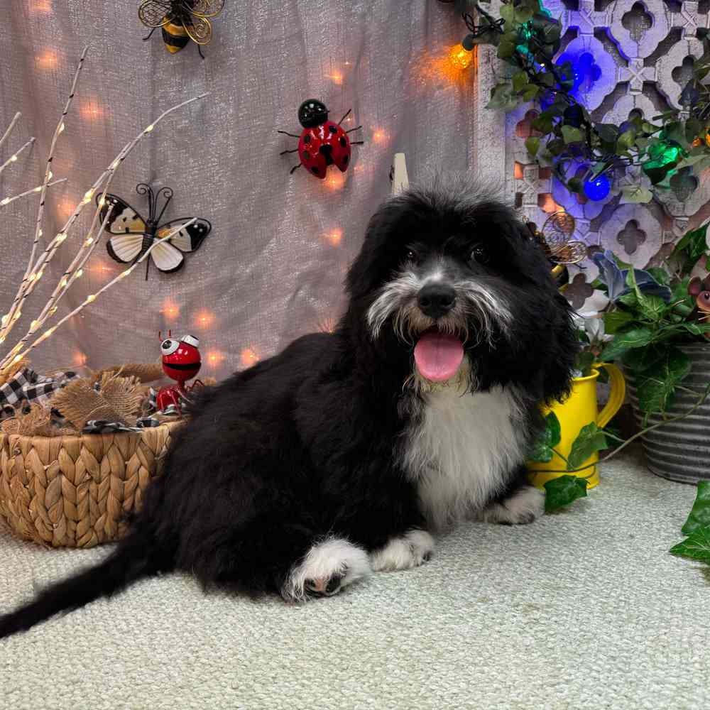 carousel pet images