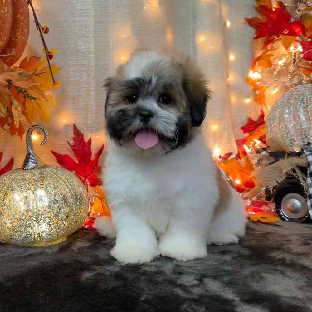 carousel pet images