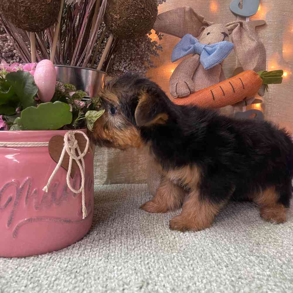carousel pet images
