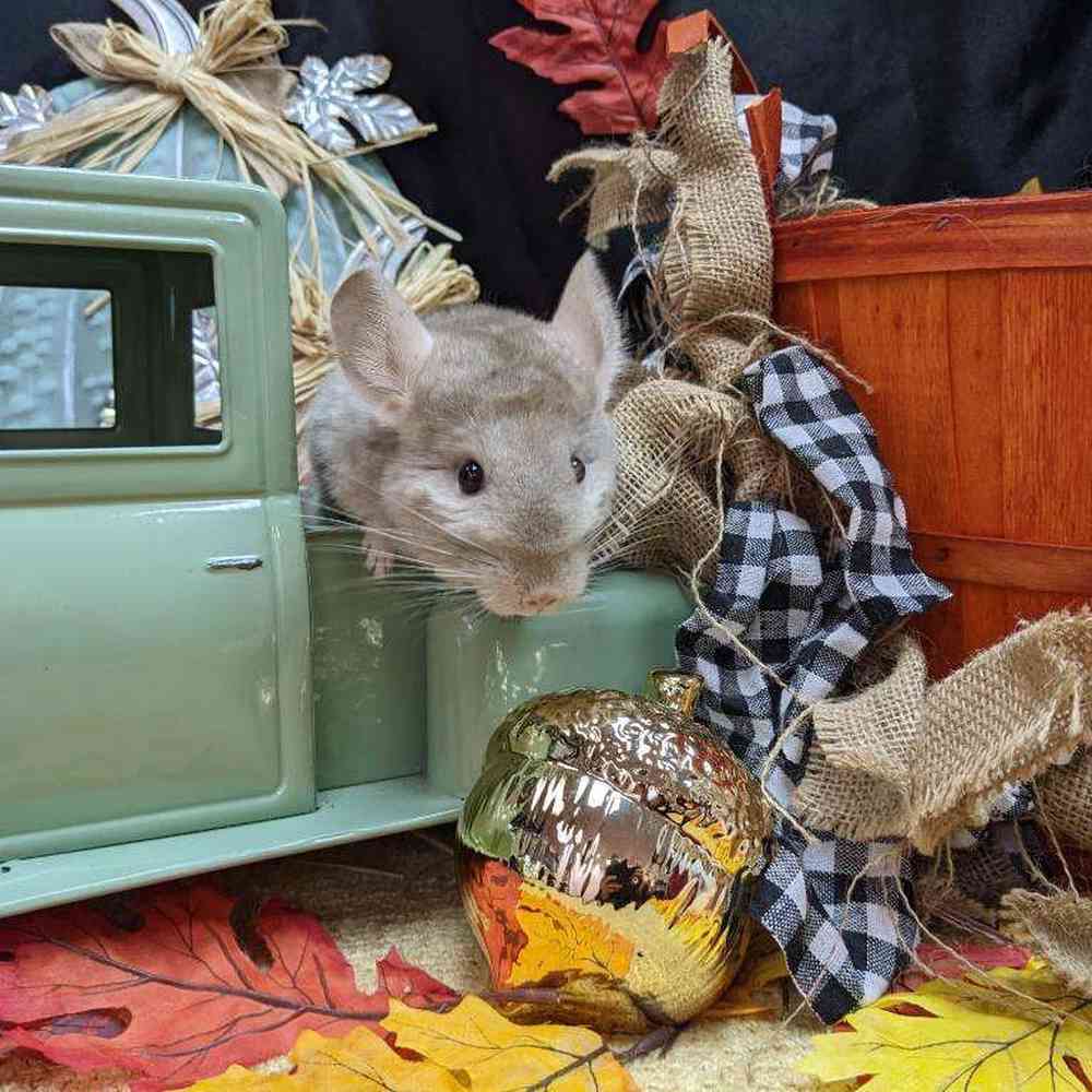 carousel pet images