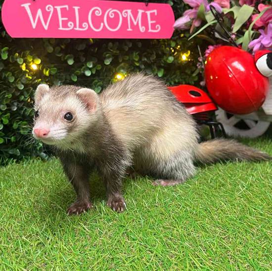 Ferret