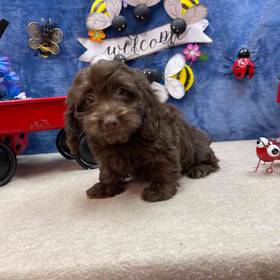 Dachshund