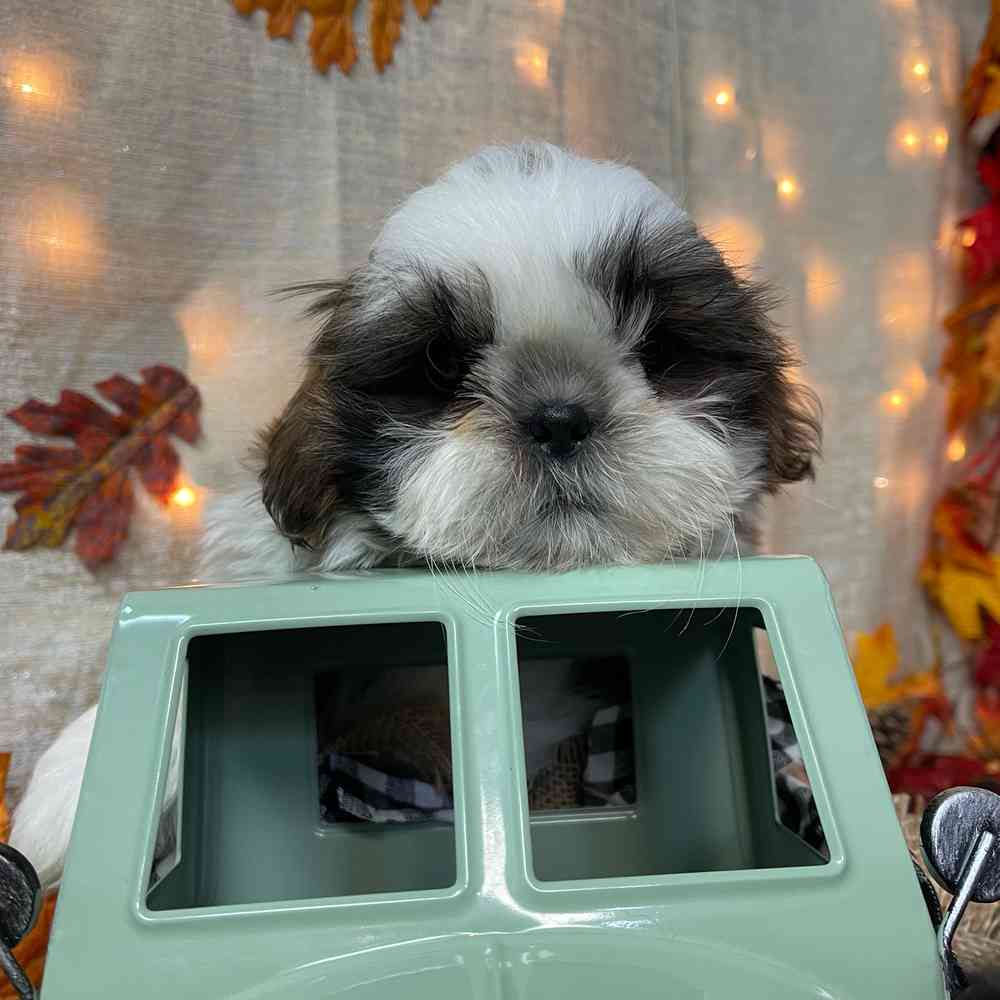 carousel pet images