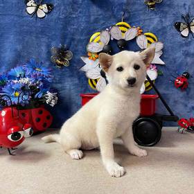 Shiba Inu